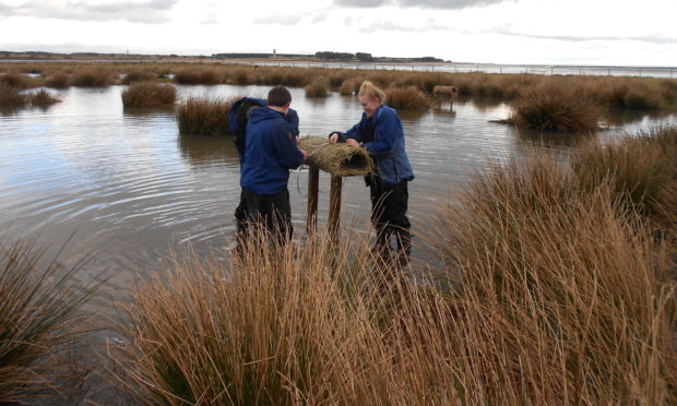 Eden estuary