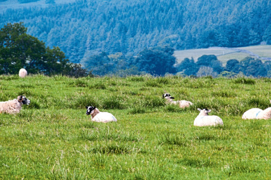 The study by Sheffield University suggested sheep farmers could be more profitable if they let their land naturally regenerate into woodland.