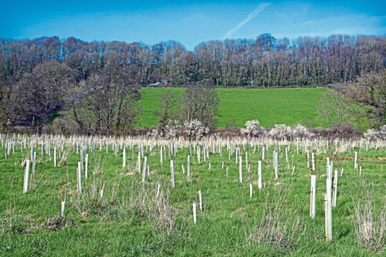 The Scottish Government is on a mission to plant more trees.