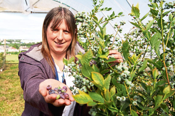 Blueberry breeder Susan McCallum with her crop.