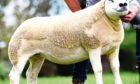 The record-breaking gimmer sold at the Solway & Tyne Texel Breeders Club sale in Carlisle.