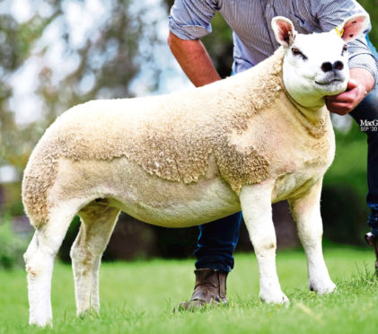 The record-breaking gimmer sold at the Solway & Tyne Texel Breeders Club sale in Carlisle.