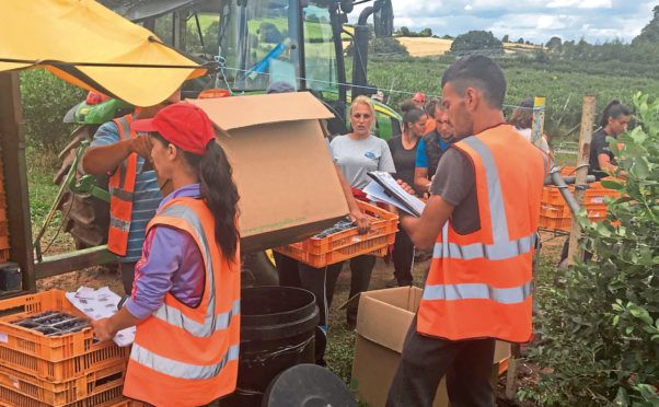 Growers in the UK are finding it increasingly difficult to secure a reliable pool of agricultural workers and pickers – and are calling for an expanded seasonal workers scheme.