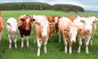 The scheme provides support towards the cost of equipment, including cattle handling and monitoring kit.