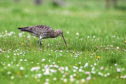 A project in Strathspey includes managing habitats for wading birds such as curlews.