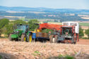 Potato harvesting under way at Newhouse of Glamis this week, with Desiree being lifted for export.