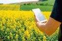A farmer uses the recently developed CropMonitor Pro  on a tablet in a field of oilseed rape