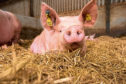 THREAT: There is no cure for the disease, which causes up to 100% mortality in pigs.