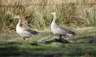 A pair of greylag geese just flown in and pictured in Glenesk.