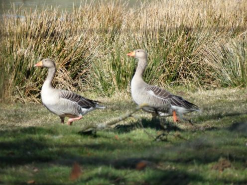 A pair of greylag geese just flown in and pictured in Glenesk.