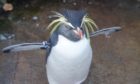 Northern Rockhopper penguin at Edinburgh Zoo