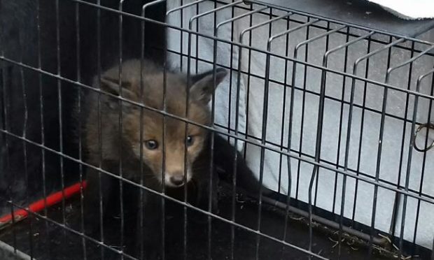The fox cub rescued in Dunfermline has since been released back into the wild.