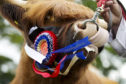 The Royal Highland Show costs £3-£4 million to host.