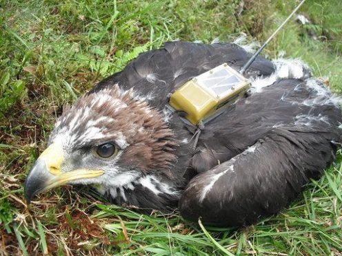 A tag removed from a golden eagle was recovered in Perthshire. Picture: RSPB Scotland.