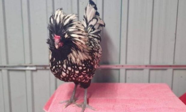 The cockerel named Steve is in the care of the SSPCA.