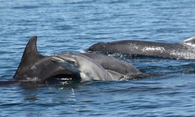 Bottlenose dolphins off the coast of Fife.