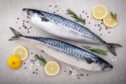 Fresh fish. Mackerel with salt, lemon and spices on gray background. Cooking fish with herbs. Top view; Shutterstock ID 588165902; Purchase Order: -