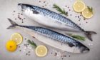 Fresh fish. Mackerel with salt, lemon and spices on gray background. Cooking fish with herbs. Top view; Shutterstock ID 588165902; Purchase Order: -