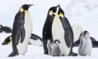 Emperor Penguins and chicks at Snow Hill Island colony, Antarctica