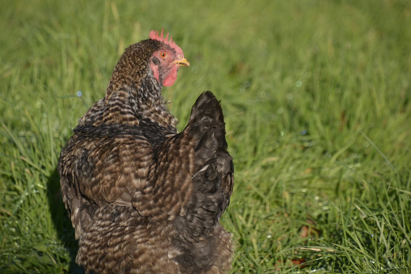 'Smell, traffic and dust': Protesters launch website outlining their issues with Cononsyth hens shed - Vimarsana News