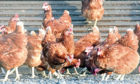 WARNING: There have been outbreaks of avian influenza in wild and domestic birds.