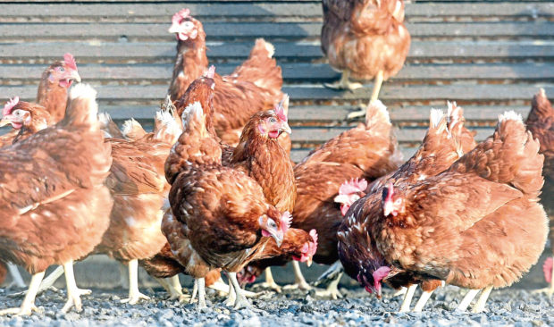 WARNING: There have been outbreaks of avian influenza in wild and domestic birds.