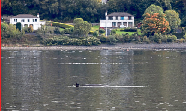 A northern bottlenose whale near HMNB Clyde at Faslane in the Gare Loch.