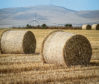 ON A ROLL: The census said 2020 was good for cereals – with a predicted rise in yield