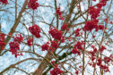 Clusters of red color mountain ash rowan berries close up on branches of rowan tree without leaves against blue autumn sky; Shutterstock ID 1533038216; Job: weekend magazine