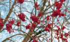 Clusters of red color mountain ash rowan berries close up on branches of rowan tree without leaves against blue autumn sky; Shutterstock ID 1533038216; Job: weekend magazine