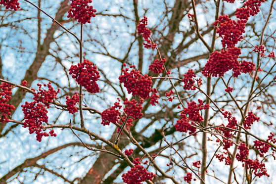 NATURE WATCH: The rowan tree, the epitome of Scotland - The Courier