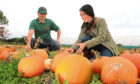 Cairnie Fruit Farm outdoor manager Radu Moldovan helps Gayle Ritchie to pick a pumpkin.