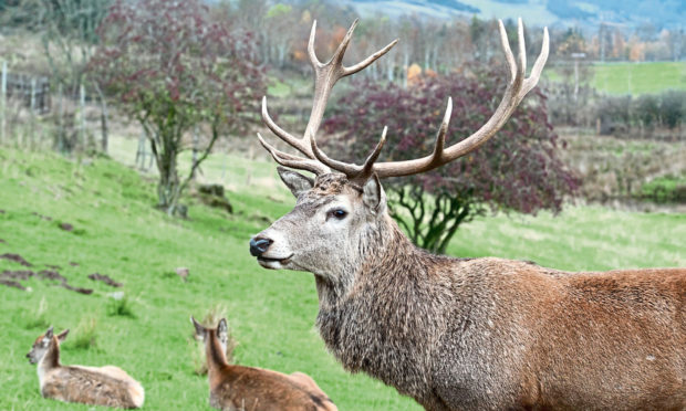 The red deer are an iconic part of Scotland, and they should get their forests back.