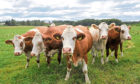 BEEF REPORT: Plans for a support scheme to help the beef sector cut its climate change impact have been published.