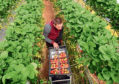 HARVEST: Seasonal migrant workers are needed because Britons will not do the work.