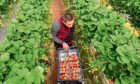 HARVEST: Seasonal migrant workers are needed because Britons will not do the work.