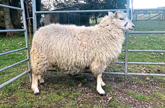 The champion smallholder sheep was a Shetland ewe lamb from David Alcorn.