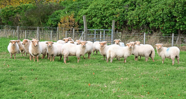 The Portland sheep kept by RBST enthusiast  Martin Beard
