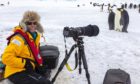 Dee Ann Pederson photographing Emperor Penguins at Snow Hill Island colony, Antarctica