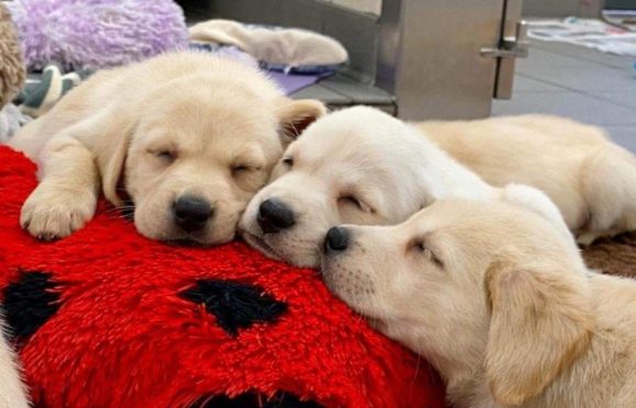 Guide Dogs make themselves at home at Amazon Dunfermline during a visit.