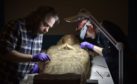 Conservation work on the mummy at Perth Museum and Art Gallery
