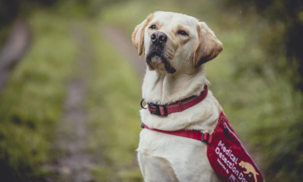 Ivan is a two-year-old Labrador-golden retriever cross.