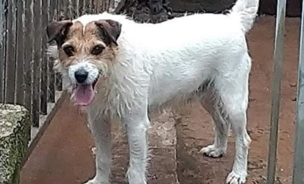 The Jack Russell which was taken from a house near Blairgowrie and handed in to vets near Birmingham.