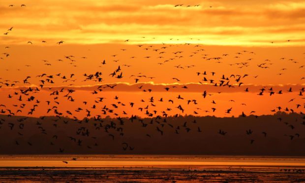 More than 80,000 pink-footed geese have been counted at Montrose Basin. Pic: Kirsty Wright