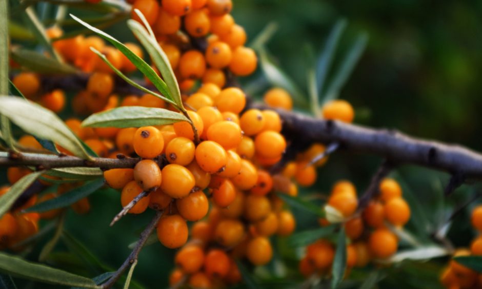 Sea buckthorn is the new superfood - and it makes a tasty addition to ...