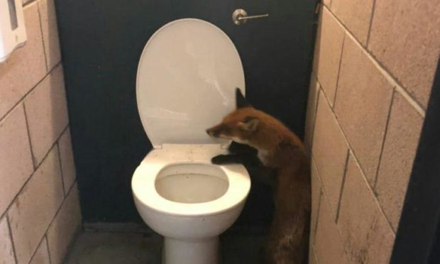 The unfortunate fox was found badly injured in a toilet at Dens Park.