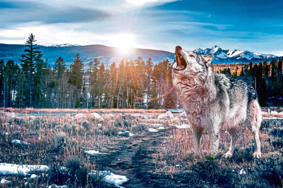 A gray wolf at sunset.; the species is now flourishing in Colorado again.