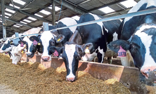 ANALYSING IMPACT: Soya was removed from the feeds of three of SRUC’s dairy herds.