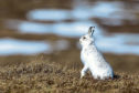 The Scottish mountain hare.