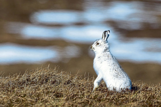 The Scottish mountain hare.